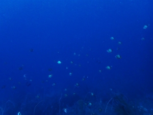 200202熱海ダイビング (109)