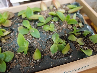 9-4植物j