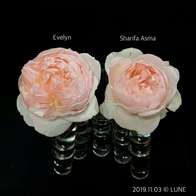 今晩 待望のエブリン シャリファアスマが再販されます 香りのバラの栽培レビュー