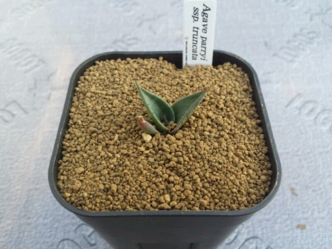 アガベ パリー Agave parryi ssp. parryi 6号ロング鉢 - 植物/観葉植物