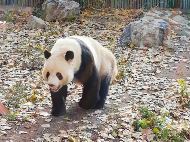 北京動物園のパンダ
