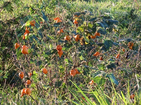 メキシコの南の小さな家から オレンジ色の茄子 ツノナス