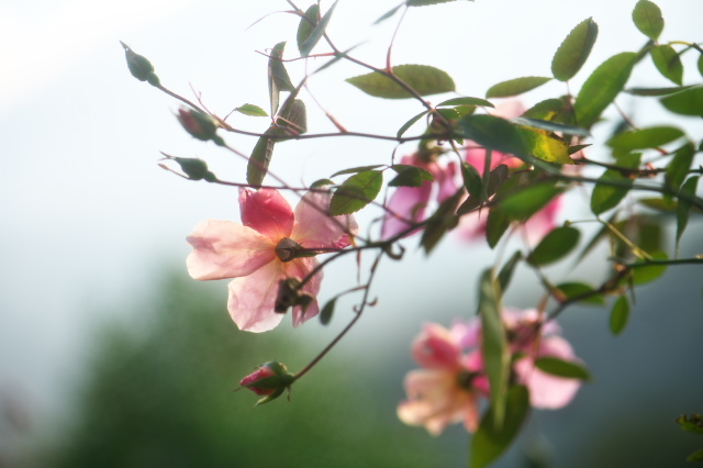Rosa.chinensis　Mutabilisの開花が続きます。