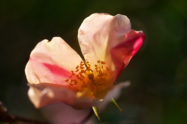 Rosa.chinensis　Mutabilisの開花が続きます。