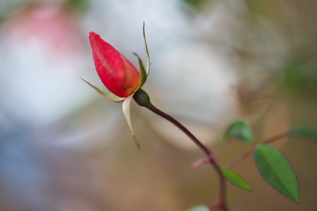 Rosa chinensis Mutabilis。