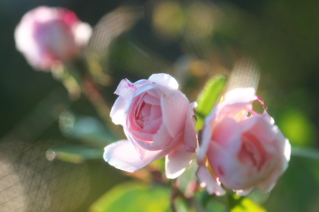 Rosa.odorata（ロサ オドラータ）の素敵なピンク。