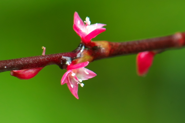 タデ科　ミズヒキ（Persicaria filiformis）