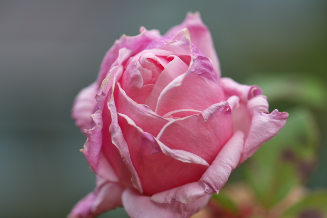古い品種のバラ・Queen　Elizabeth