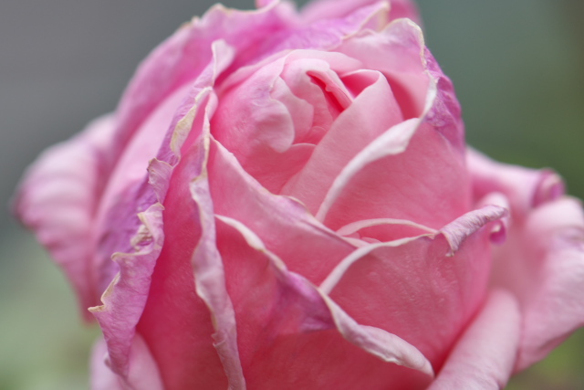 古い品種のバラ・Queen　Elizabeth