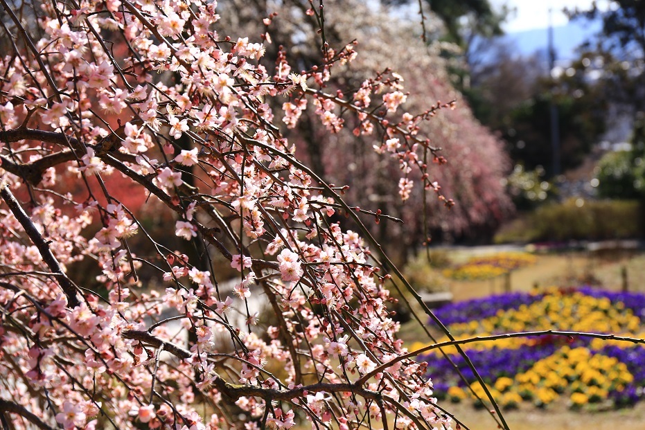 半田山の梅 開花状況 晴れのち晴れの写真生活