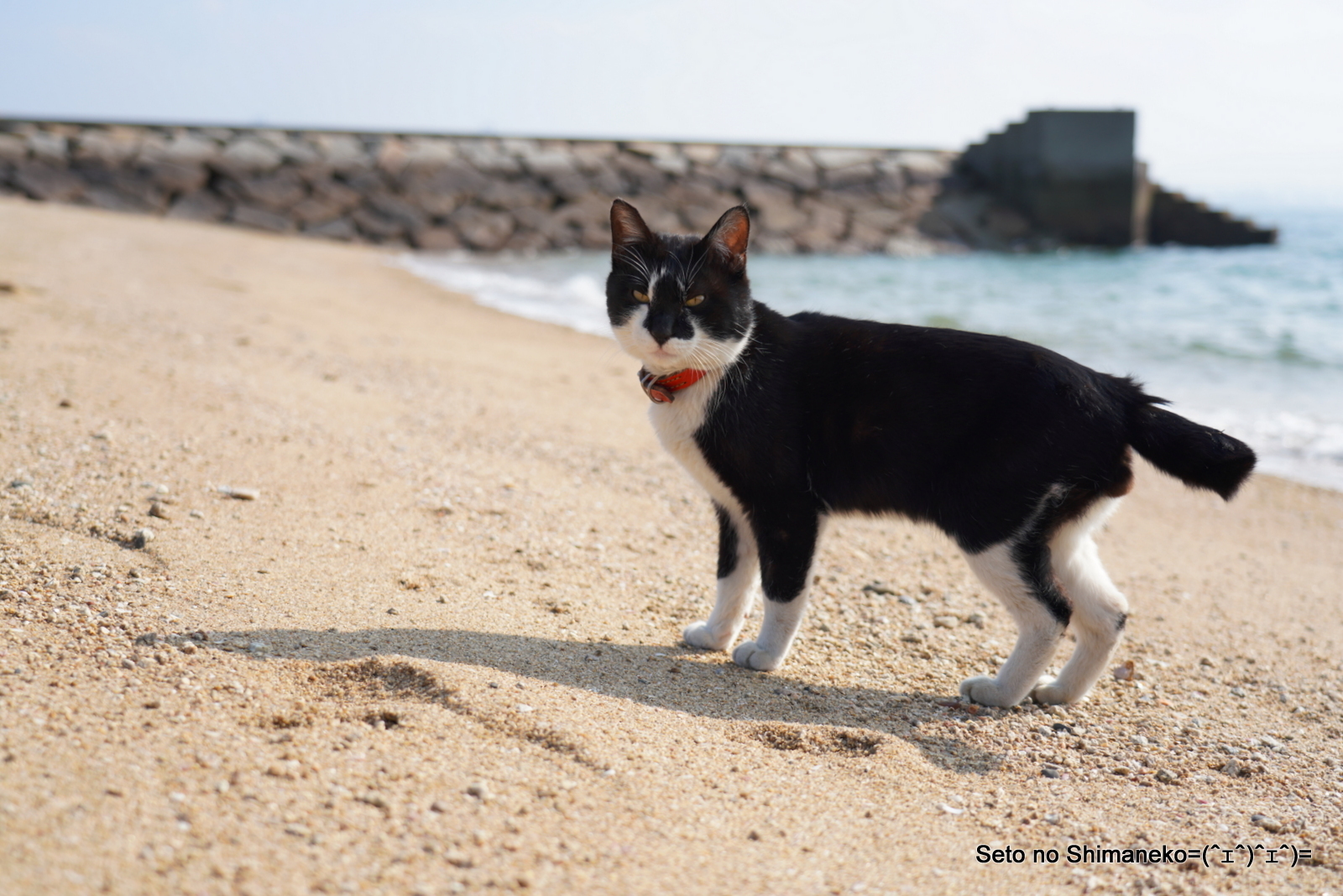 浜辺のコアラにゃん 瀬戸の島猫 Seto No Shimaneko