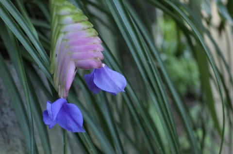 ハナアナナス・キアネアの花