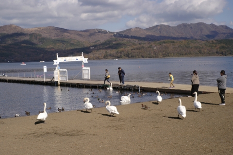 観光客に餌をねだる山中湖の白鳥