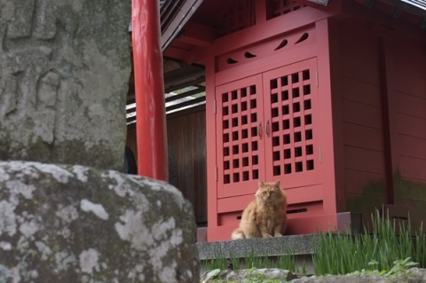 南足柄矢倉沢の神社で見かけた猫