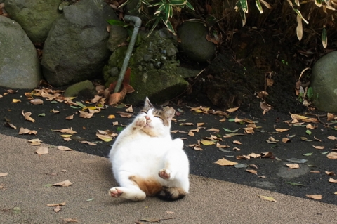 小田原スナップ公園猫