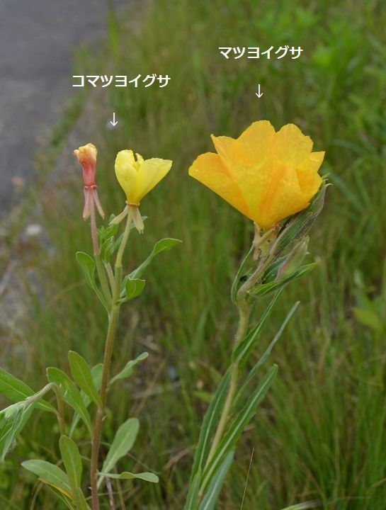 アカバナ科 マツヨイグサ属 野の花 山の花