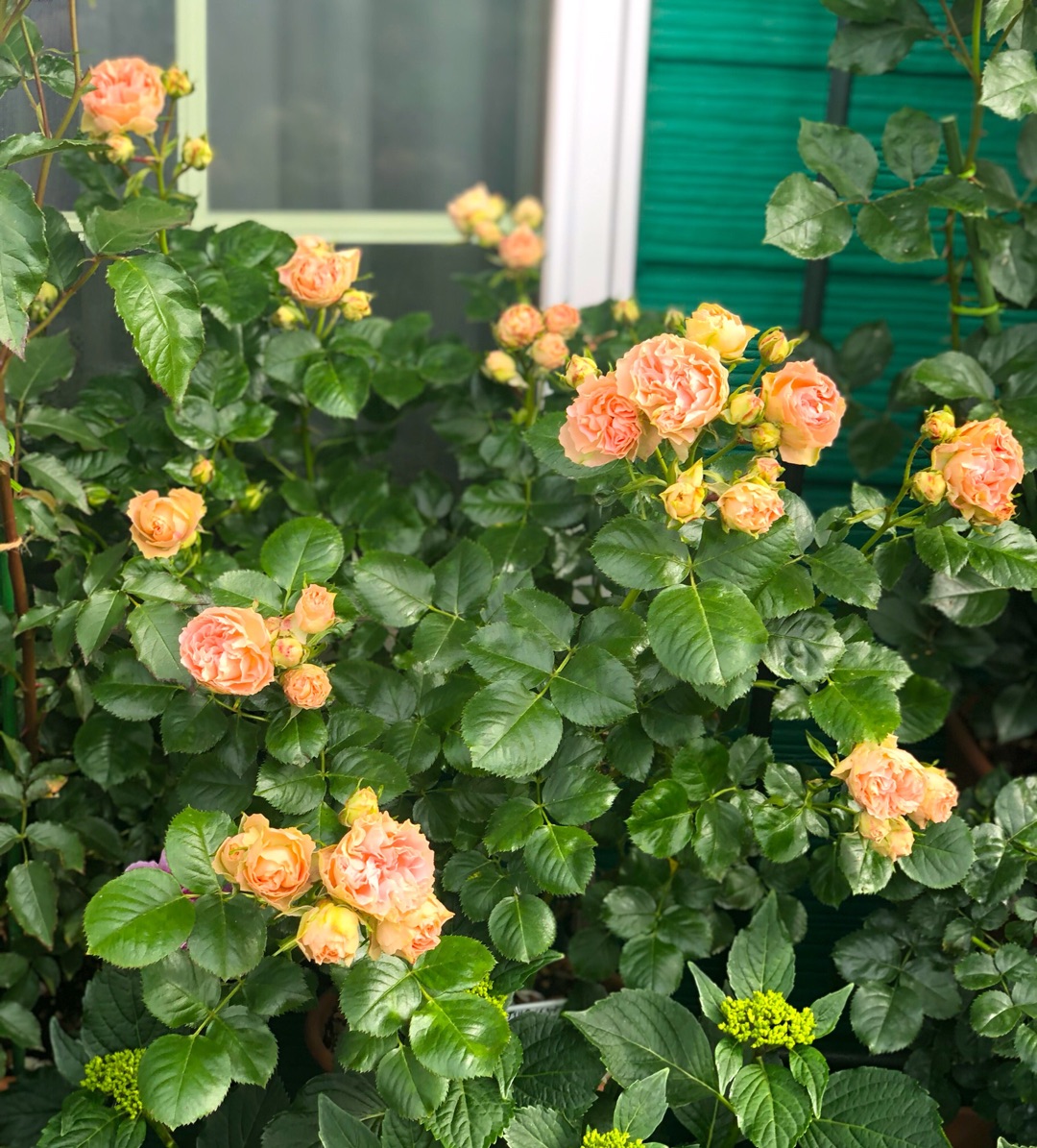バラの用土替え ロマンティックレース パスカリ 薪割りマコのバラの庭