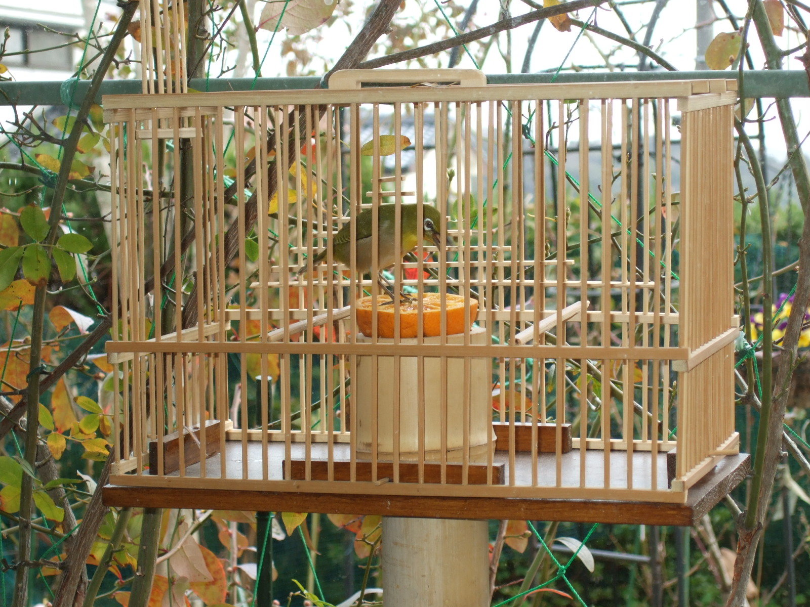 メジロ籠 - 鳥用品