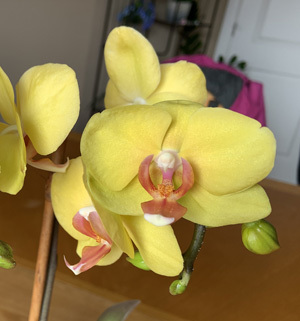 orchid02262003.jpg