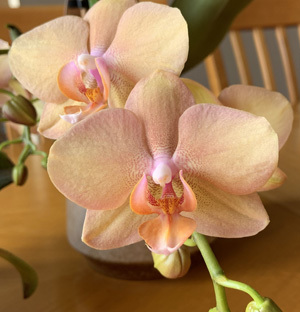 orchid02262004.jpg