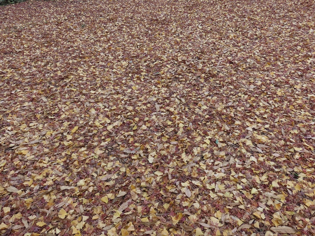 色とりどりの落ち葉の絨毯