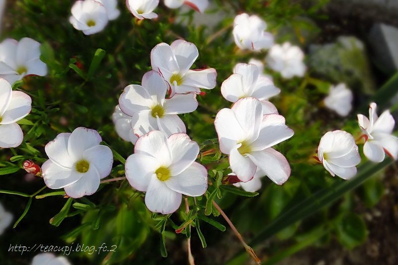 けなげな冬の白い花たち 季節の花