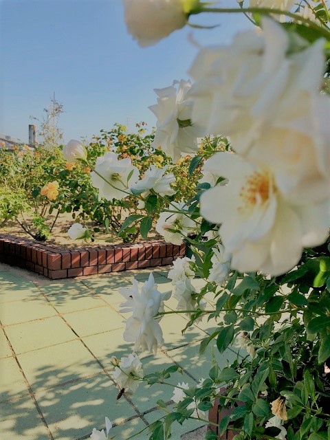la rose blanche - .花と木と実 キリヌキ薔薇園